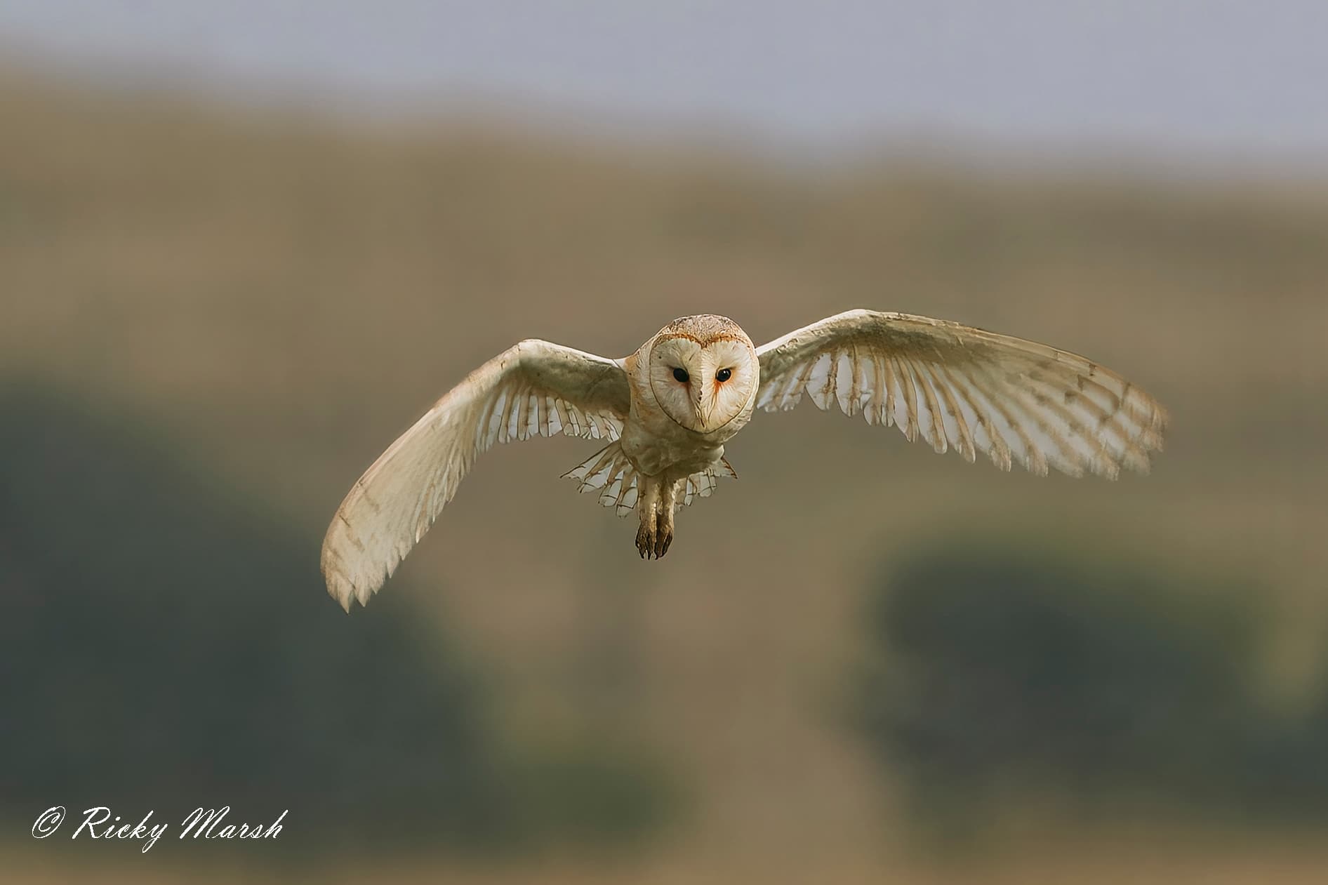 RSPB Bempton Cliffs - Featured