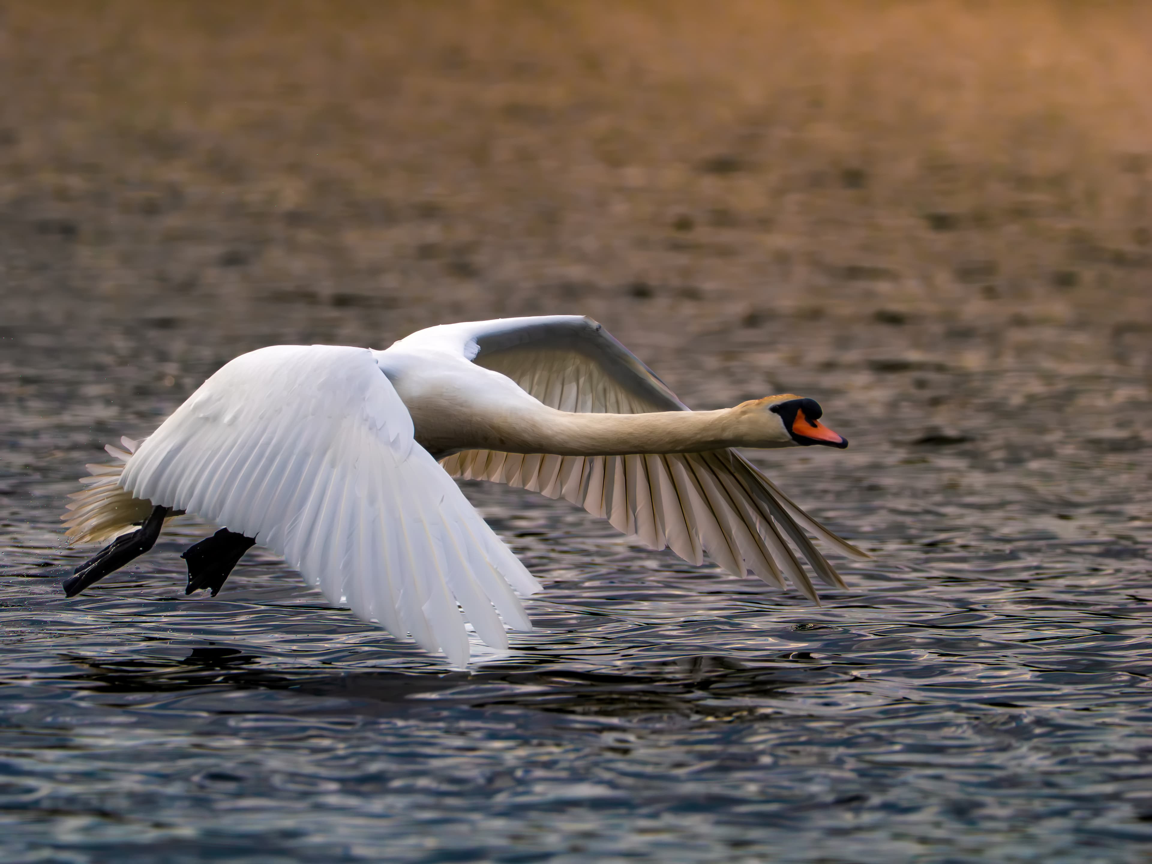 Sony FE 200-600mm f/5.6-6.3 G OSS