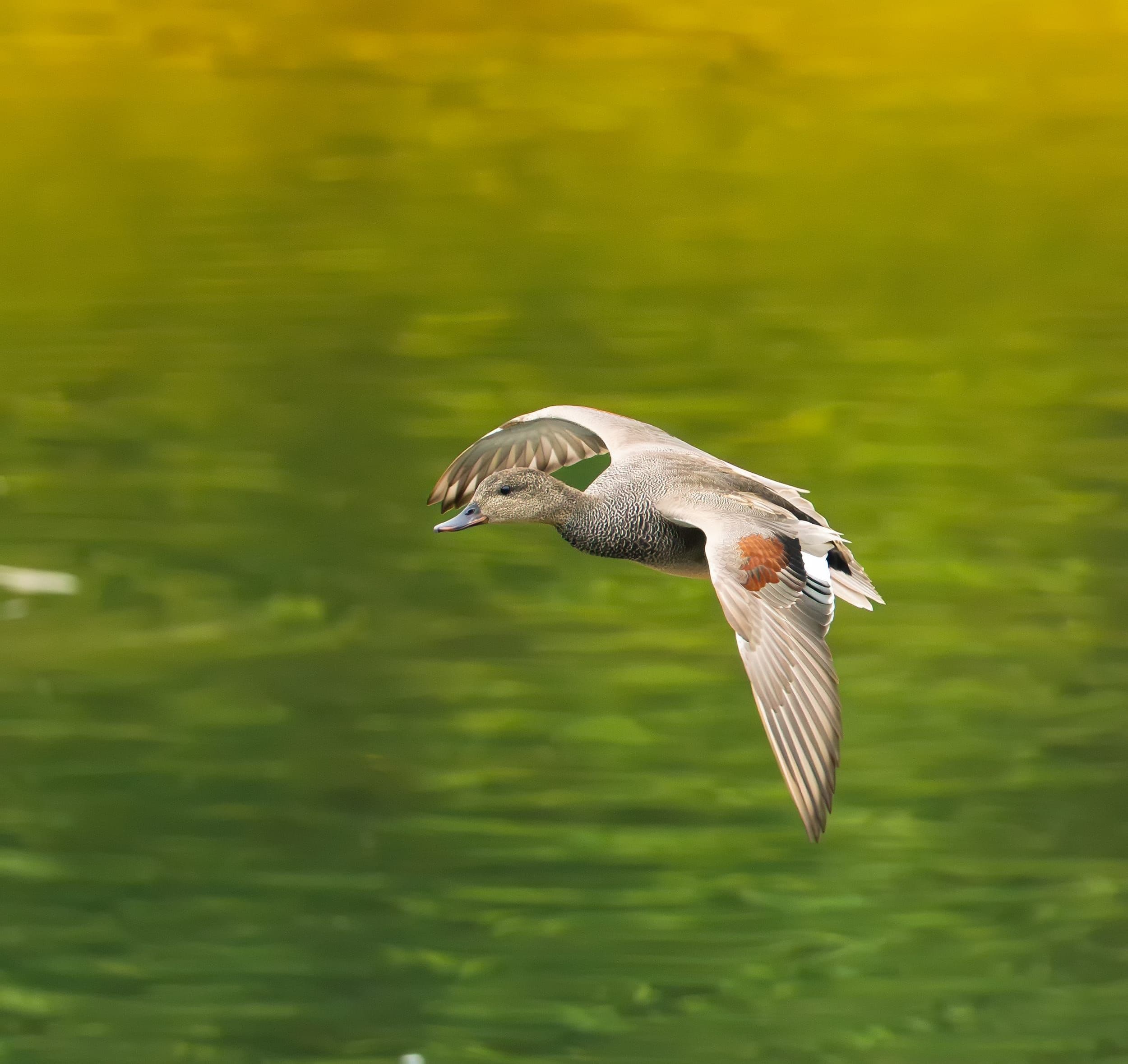 Gadwall wing-flap, frozen at the OM-1 II's full burst rate — the AF and stabilisation combination that makes this lens worth its weight