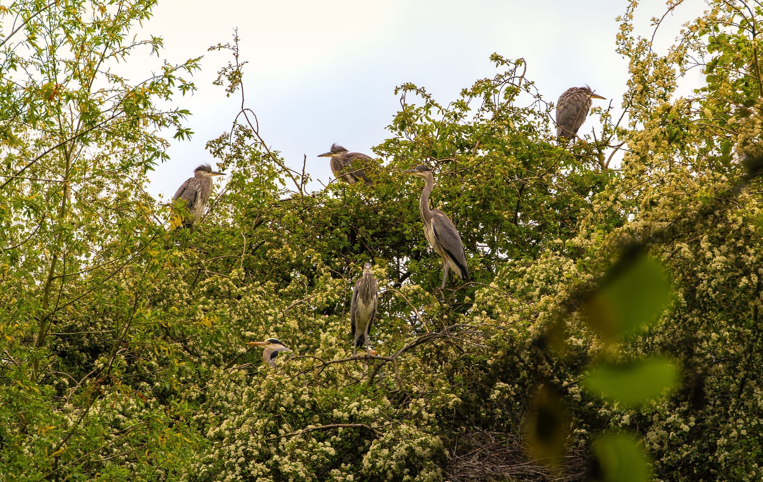 OM System M.Zuiko 300mm f/4 IS Pro — wildlife photography sample 4