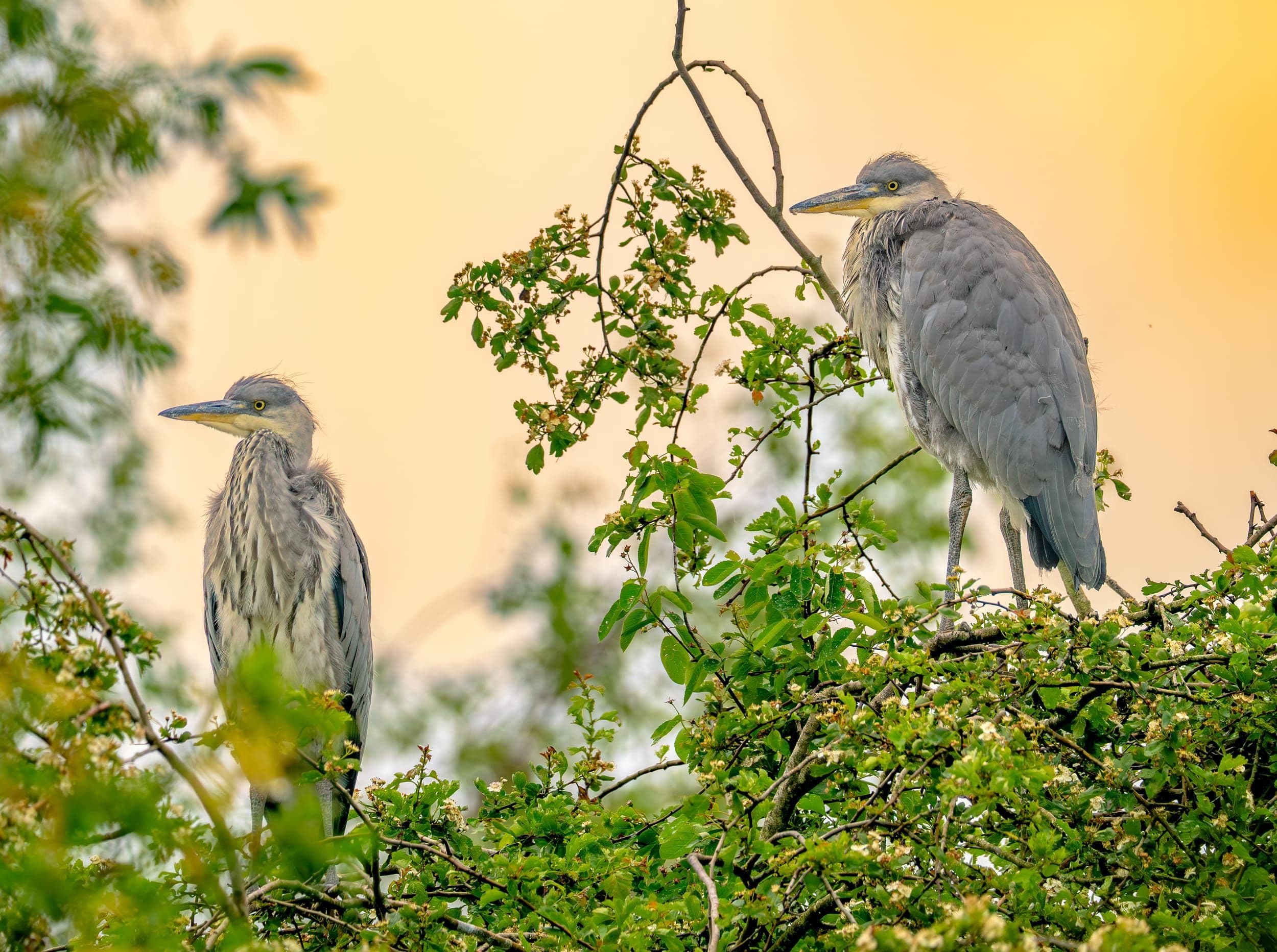 Two herons against a golden-hour sky — the kind of separation and colour you get out of this lens wide open at f/4