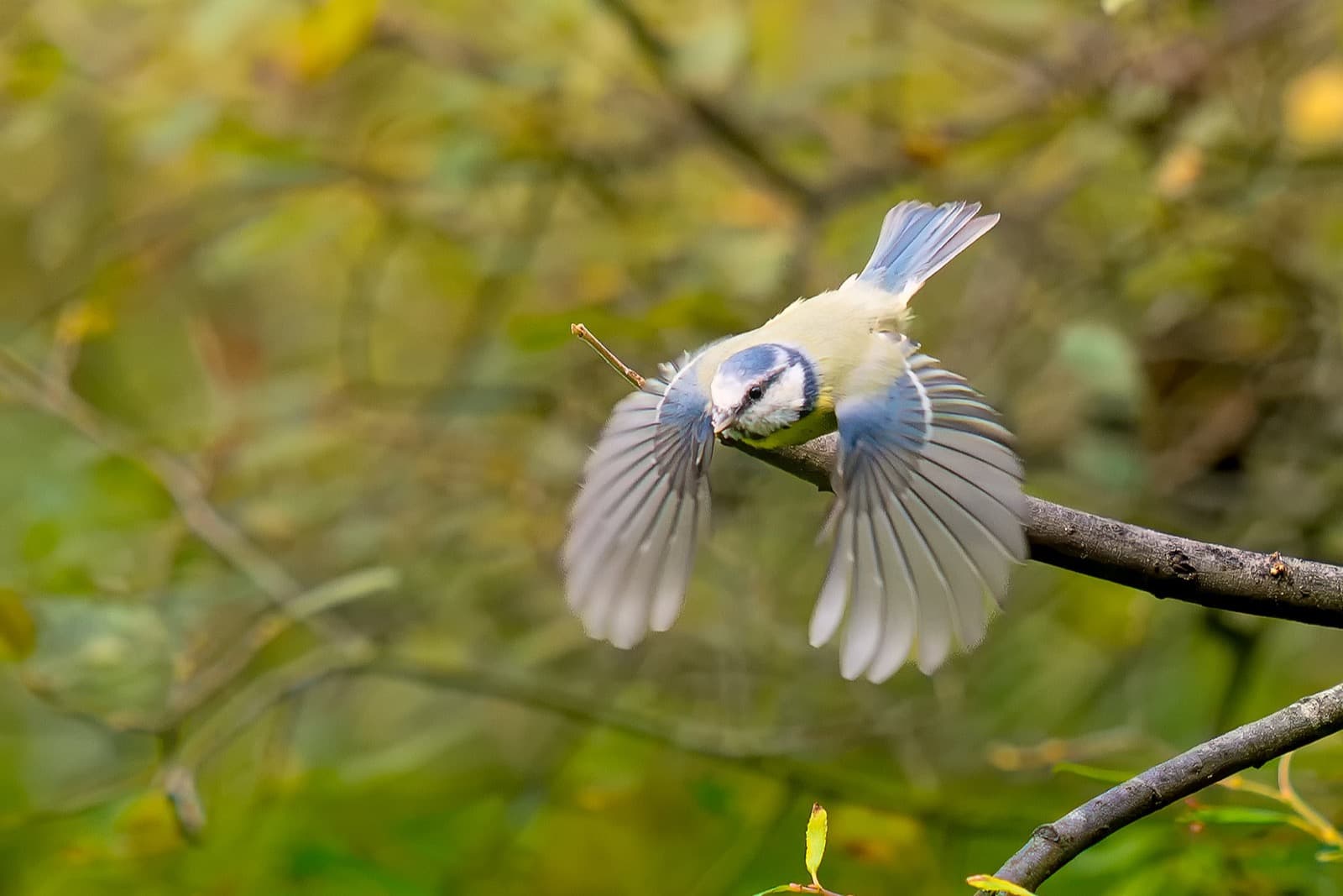 Blue tit flying towards the camera — head-on movement with wings fully spread