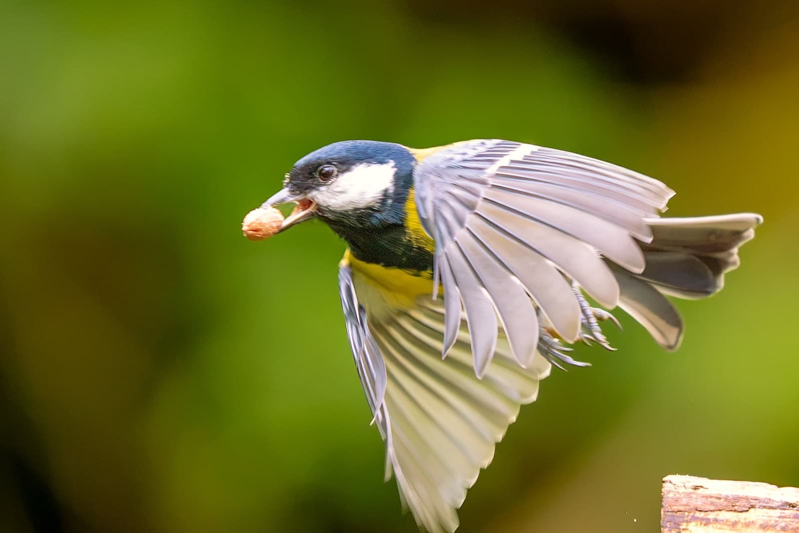Great tit carrying food in flight at Pennington Flash — photographed by Ricky Marsh