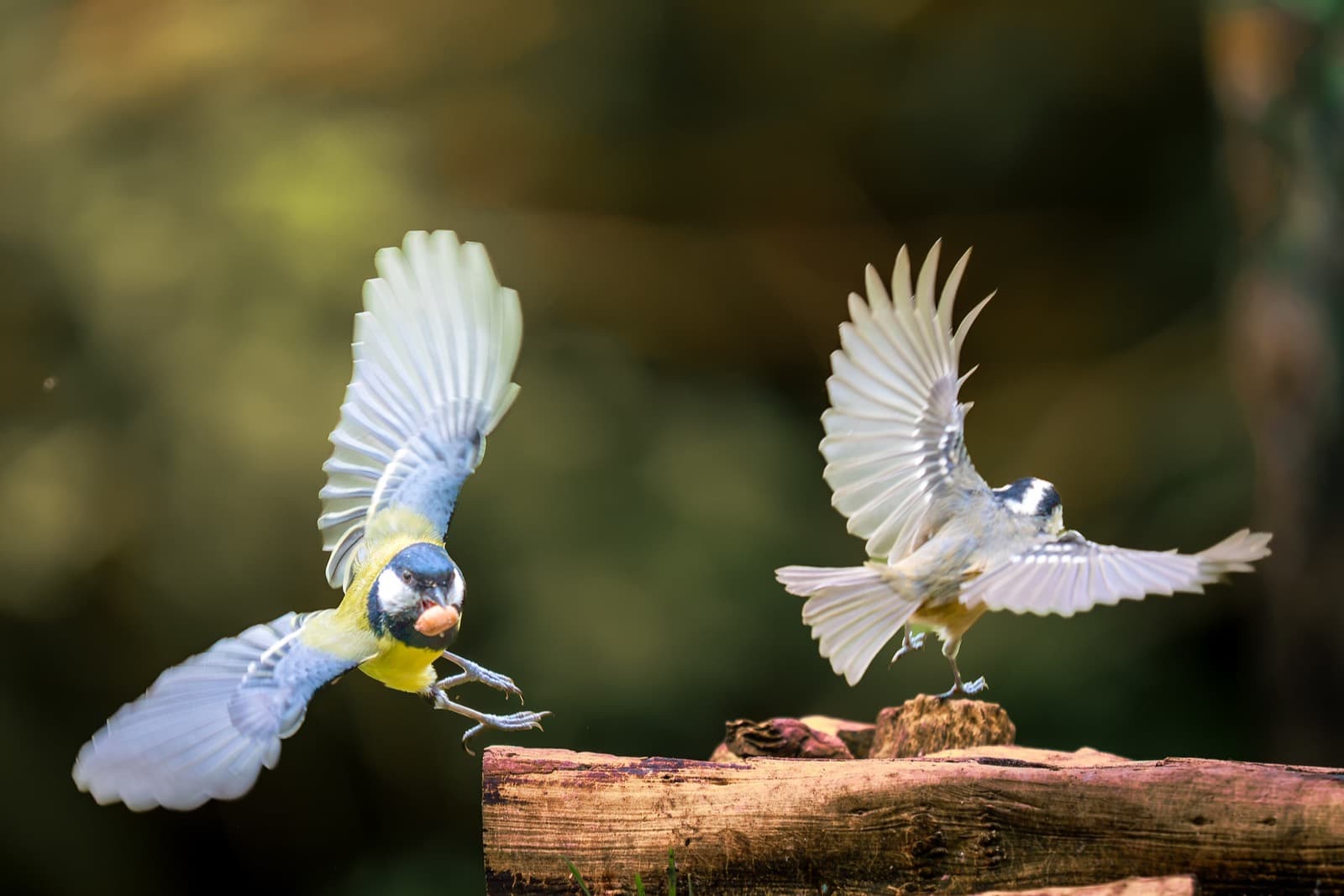 Two great tits arriving together — a demanding multi-subject autofocus test