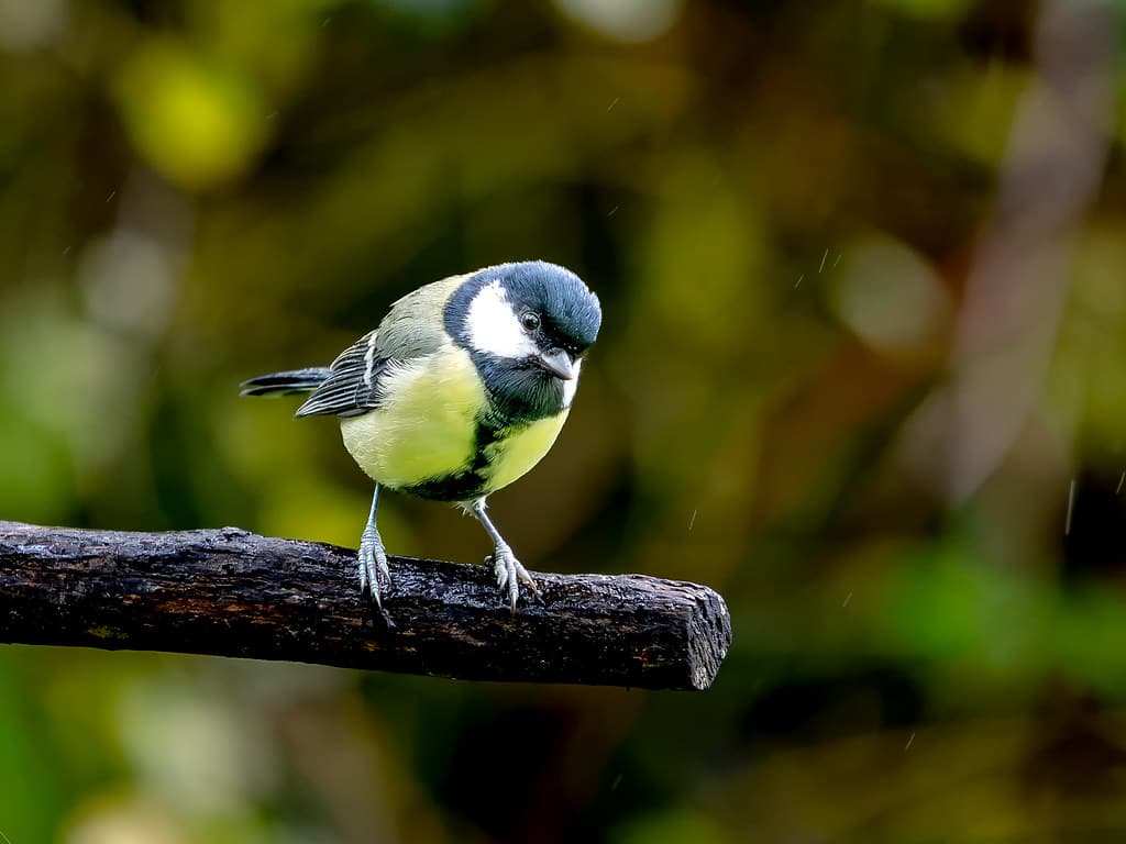 Blue tit perched on a branch in woodland