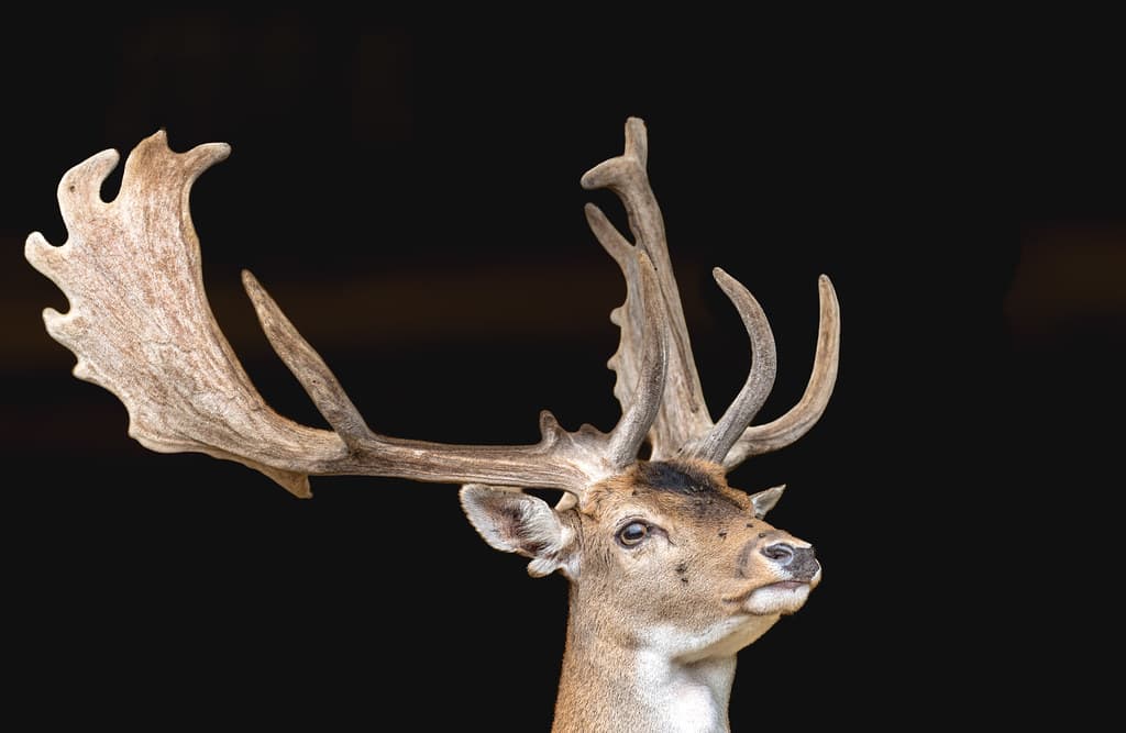 Portrait of a fallow buck against a dark background