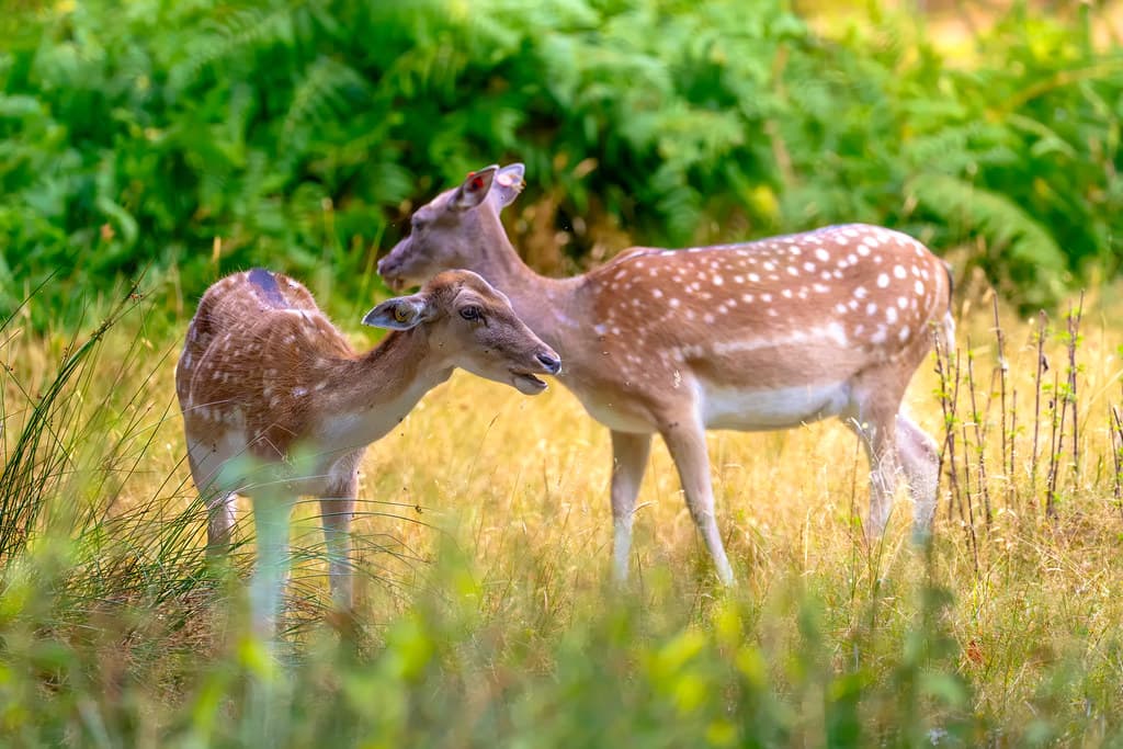 Two fallow deer greeting each other in long grass