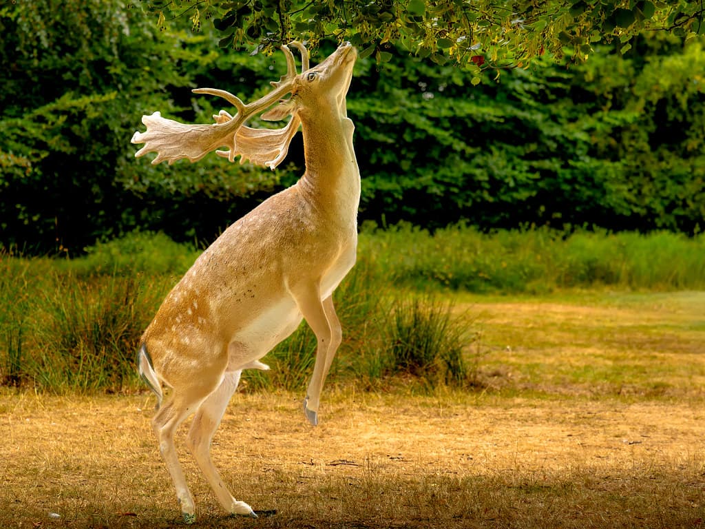 Fallow deer rearing on its hind legs at Dunham Massey
