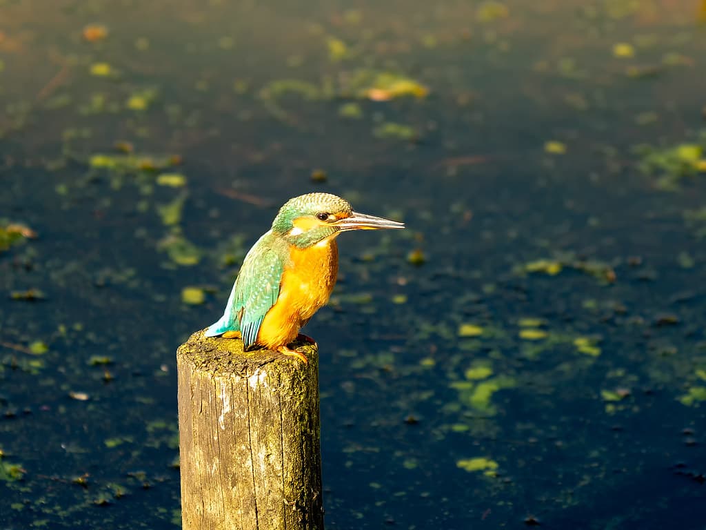 Kingfisher perched above dark water