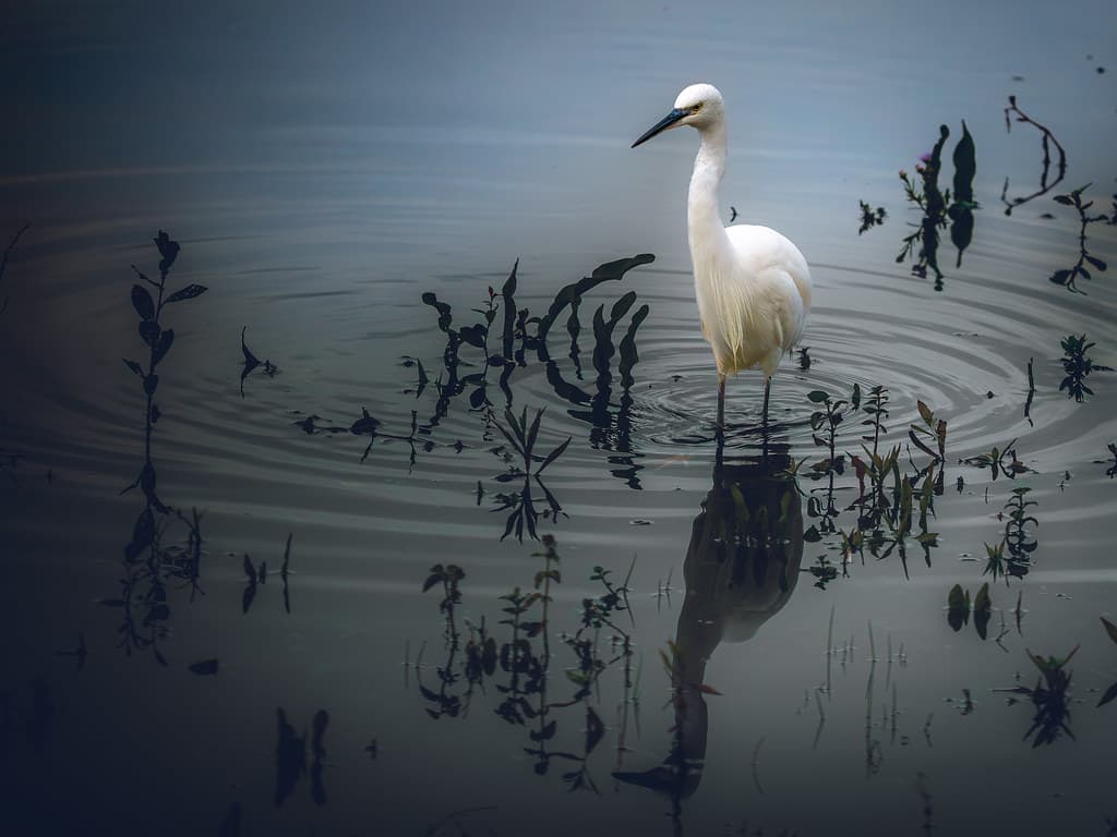 Little egret standing among reflected wetland plants