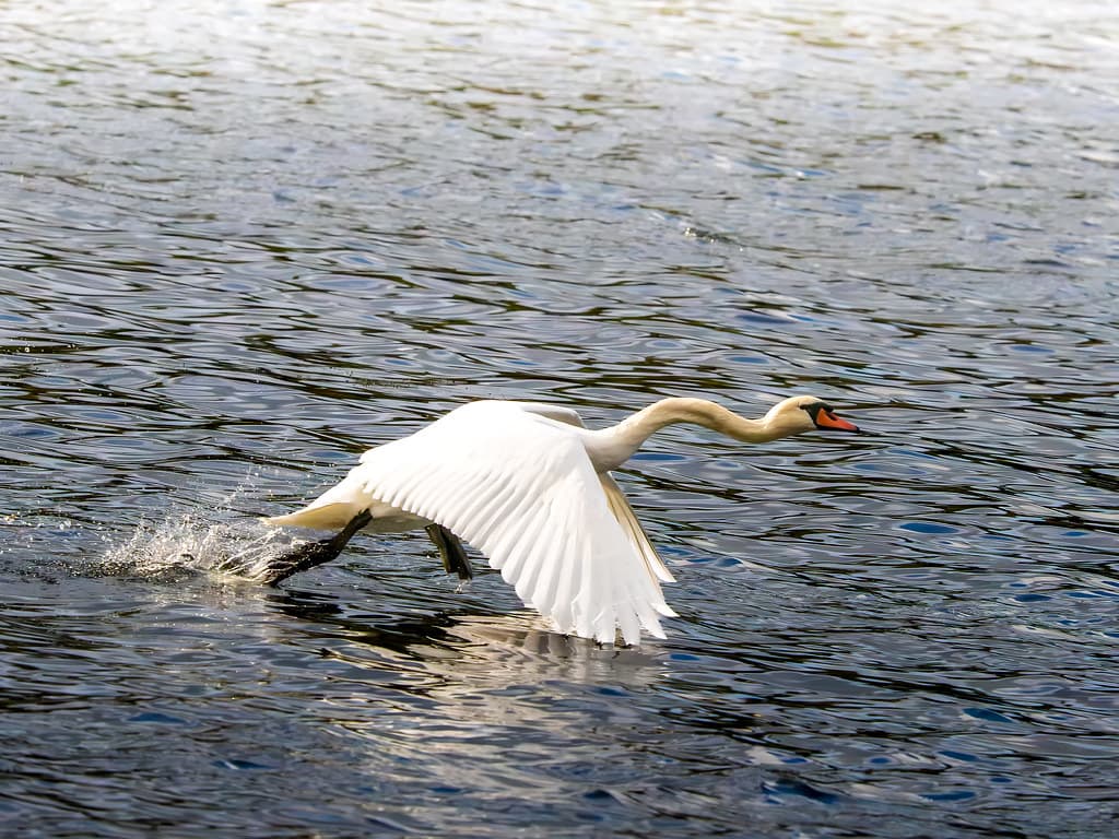 Mute swan running across the water during take-off