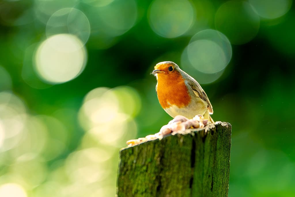 Robin perched against softly lit woodland