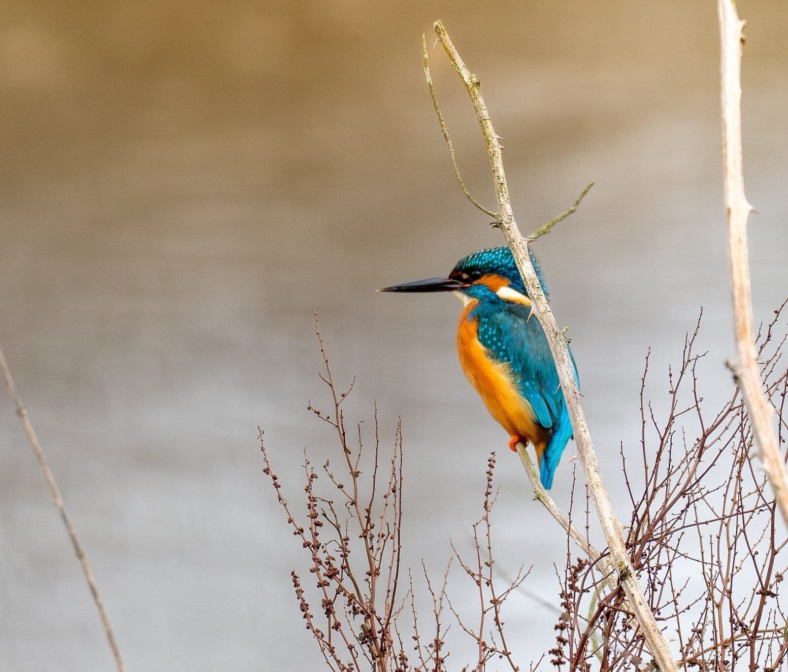 Kingfisher perched — colour rendition and background separation at f/5.6, Pennington Flash