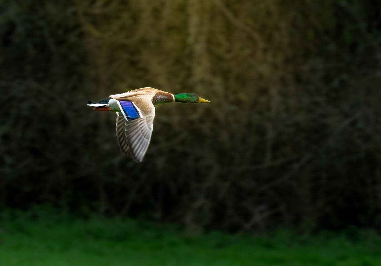 Mallard drake in flight — real-time tracking locked on against a busy woodland background