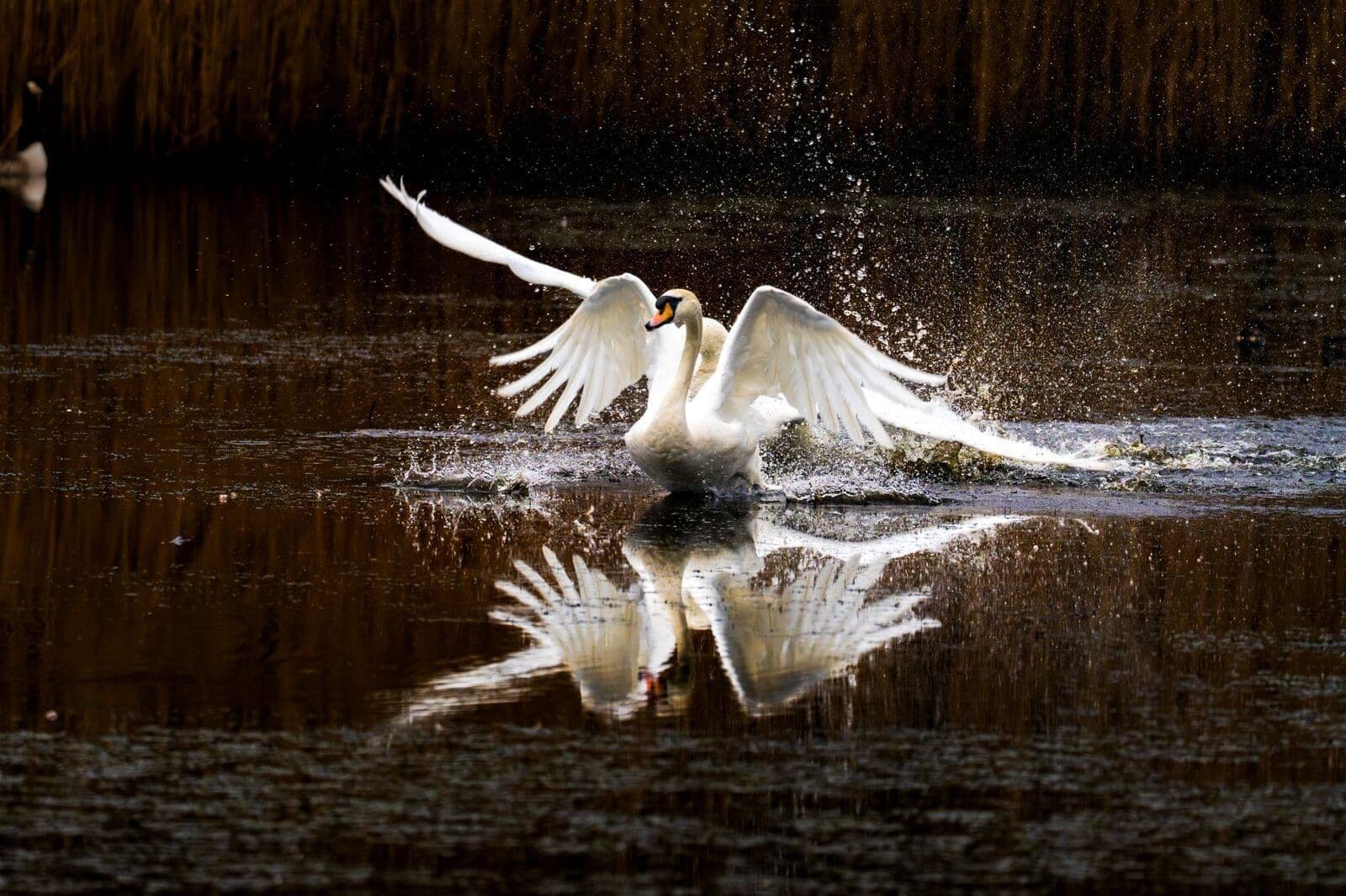 Swan landing with reflection — real-time tracking maintained focus throughout the approach