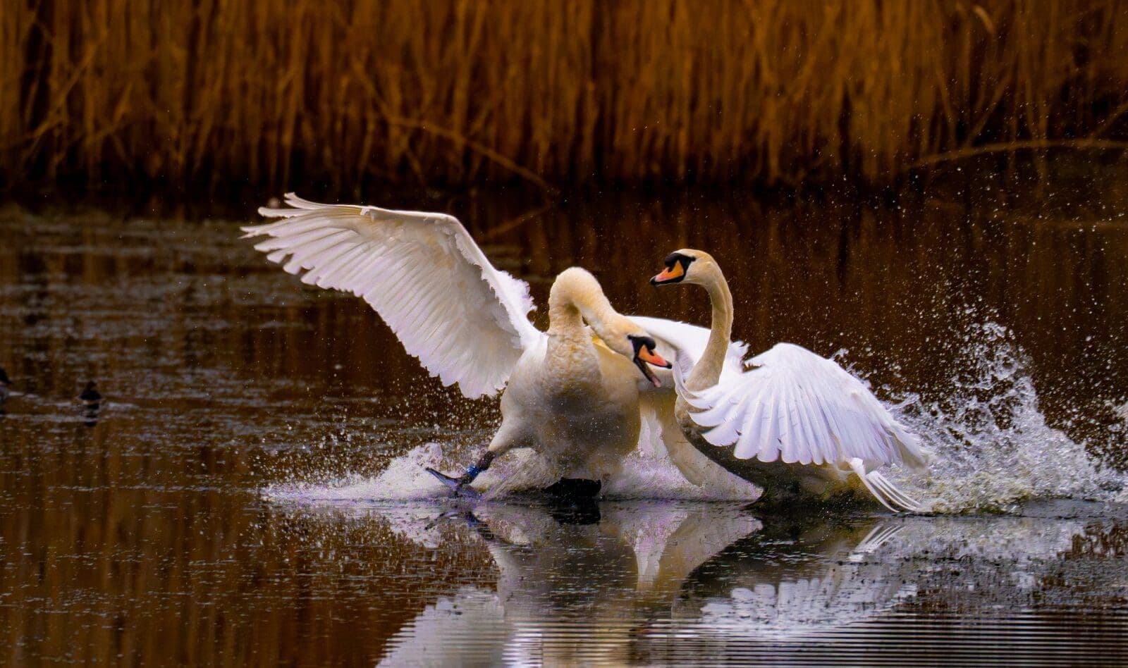 Two swans in a territorial confrontation — 30fps burst captured the peak of the action