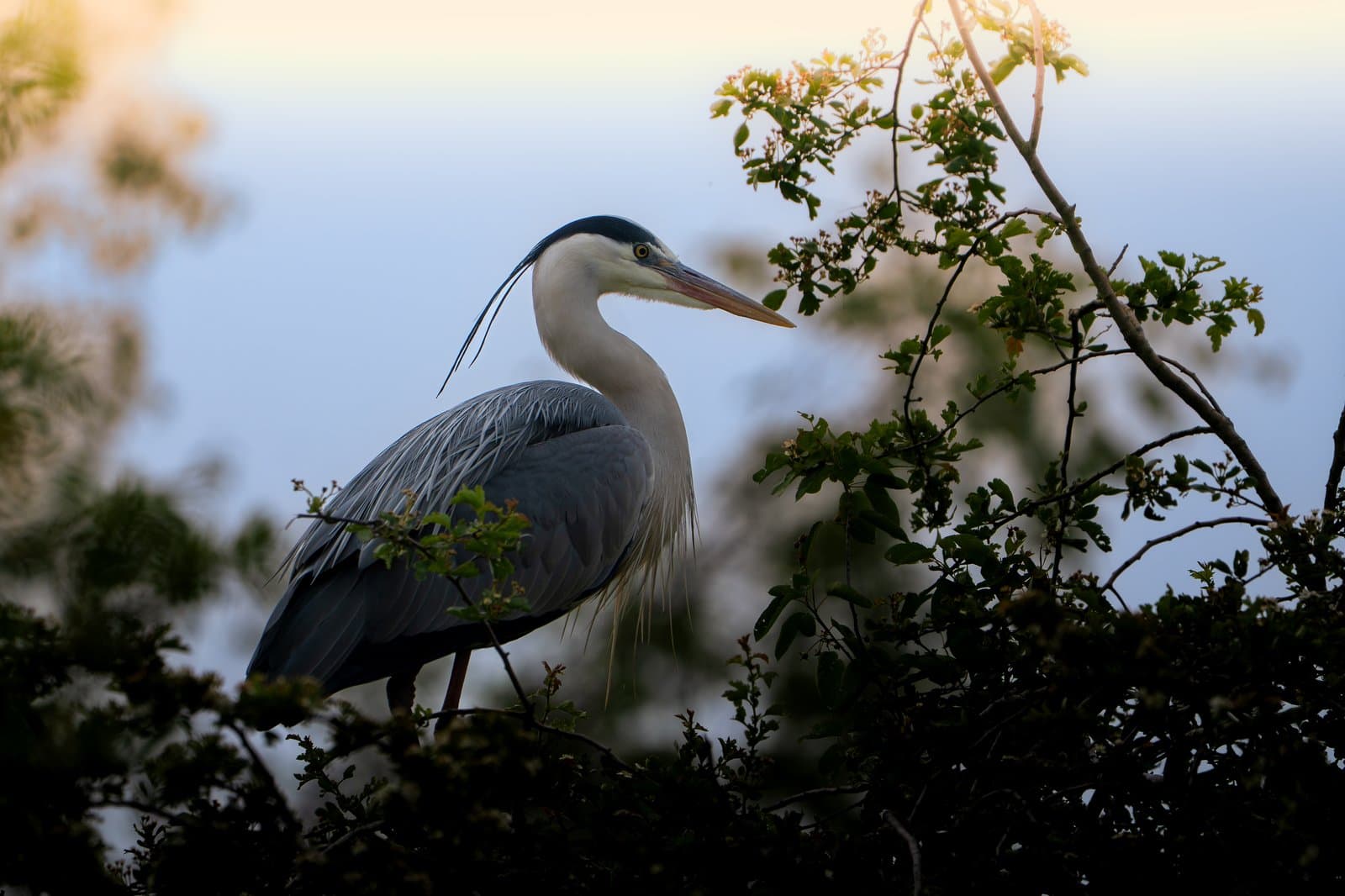 Sony A6700 sample image 8