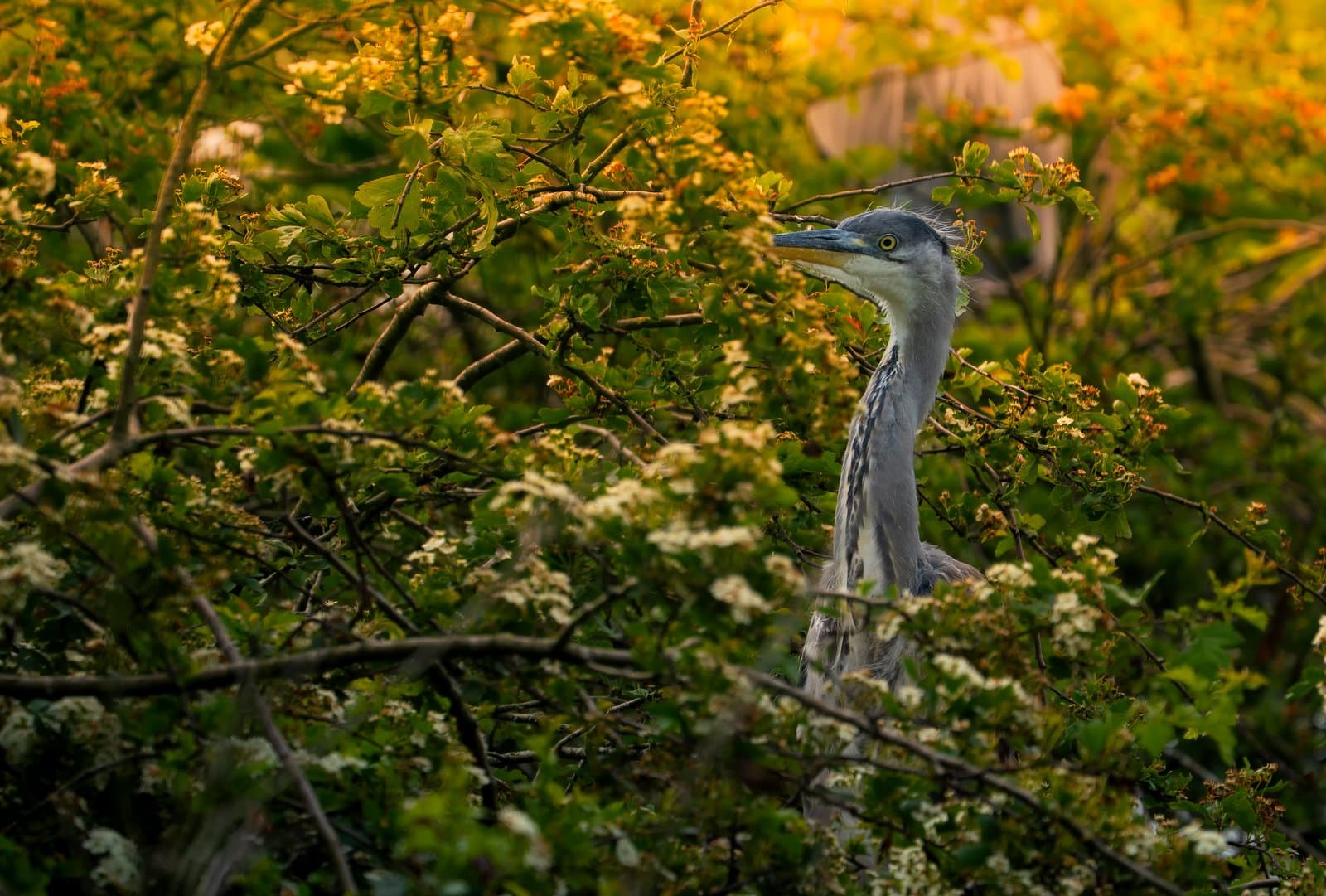 Sony A6700 — sample wildlife photograph