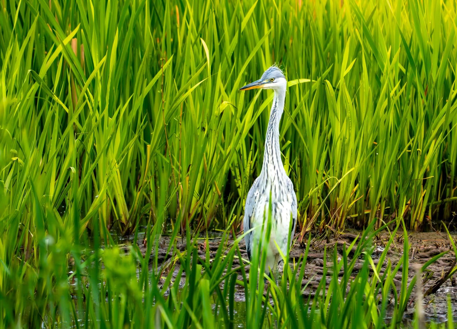 Sony A6700 sample image 11