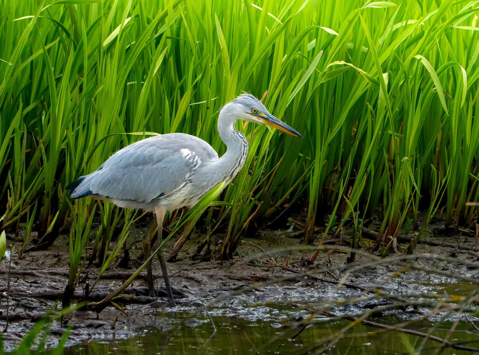 Sony A6700 sample image 5