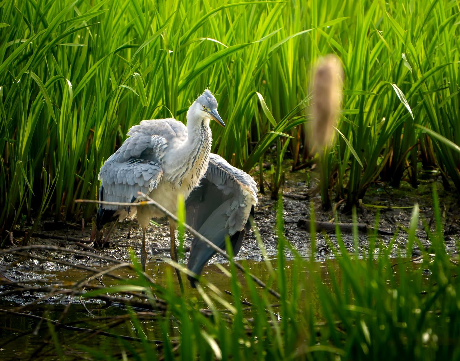 Sony A6700 sample image 10