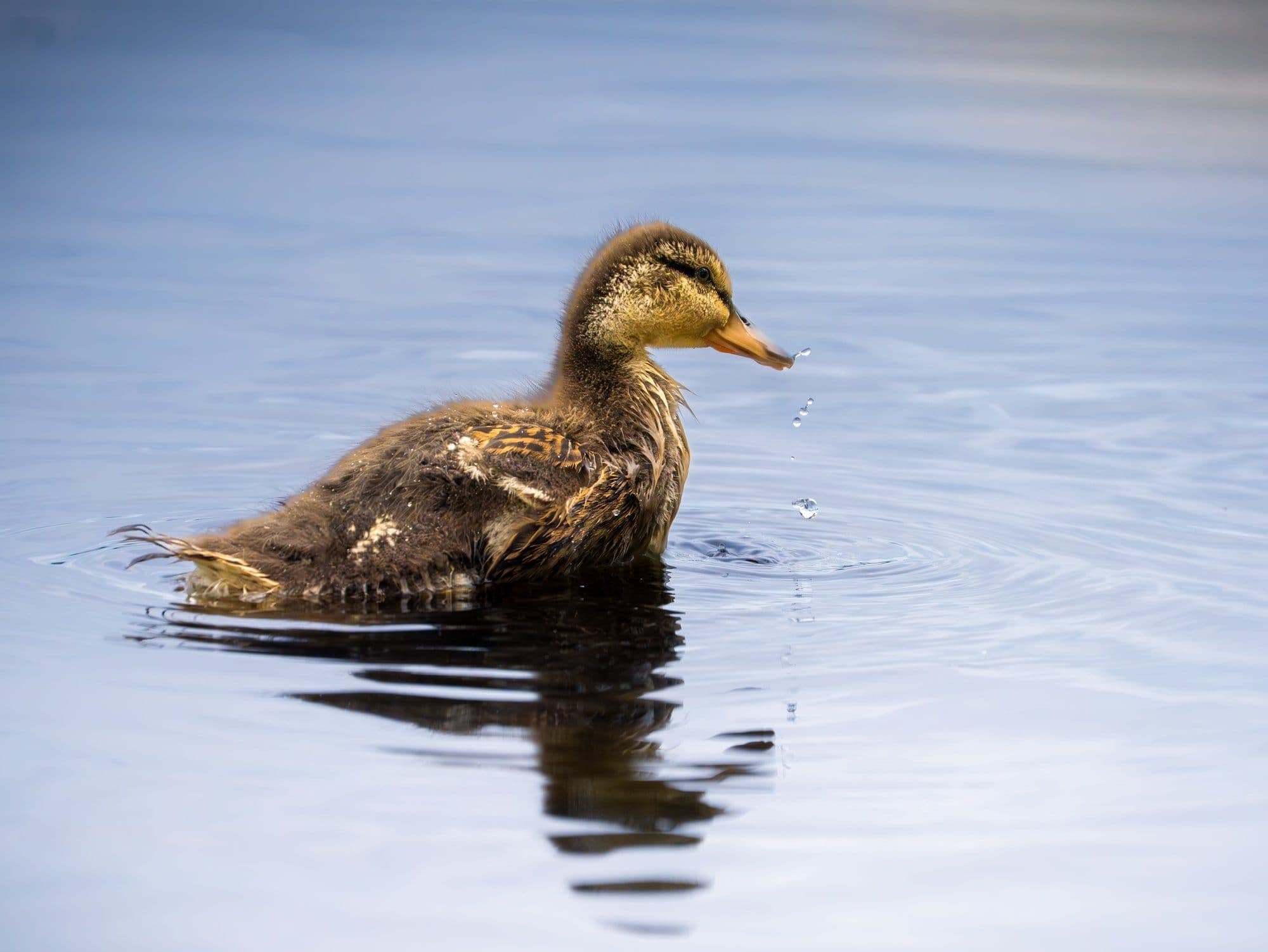 Sony A7R V — wildlife photography sample 6