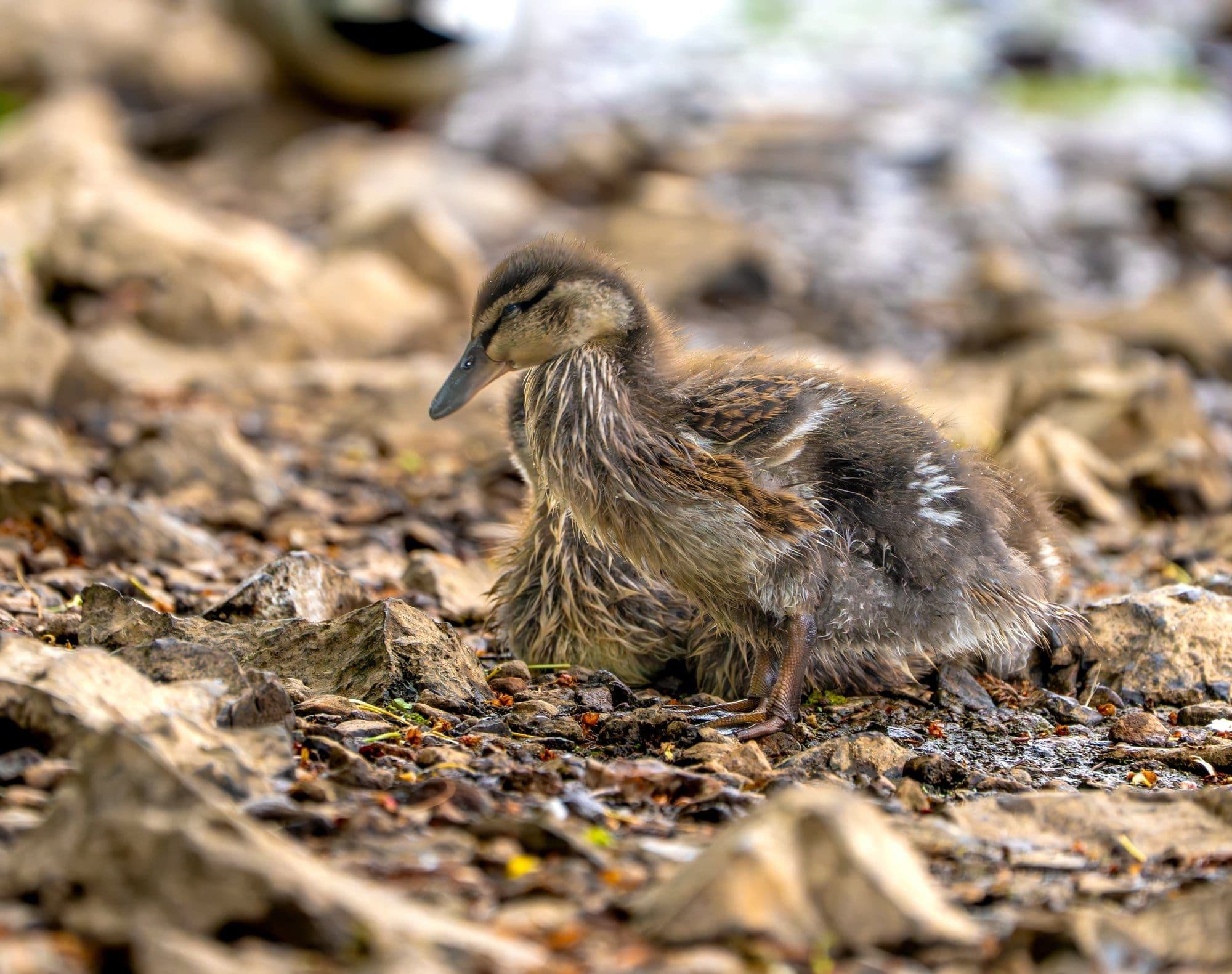 Sony A7R V — autofocus tracking sample