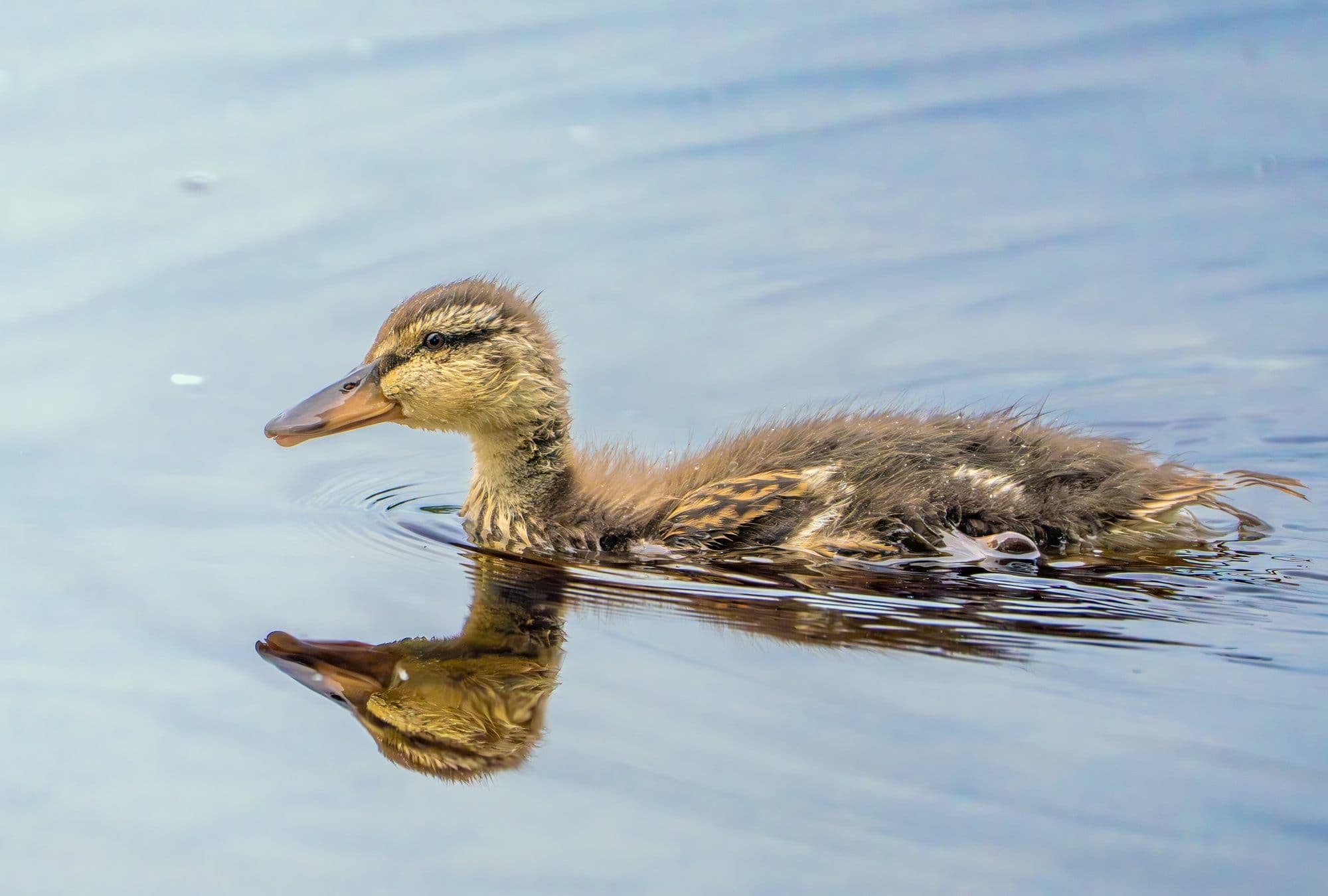 Sony A7R V — wildlife photography sample 5