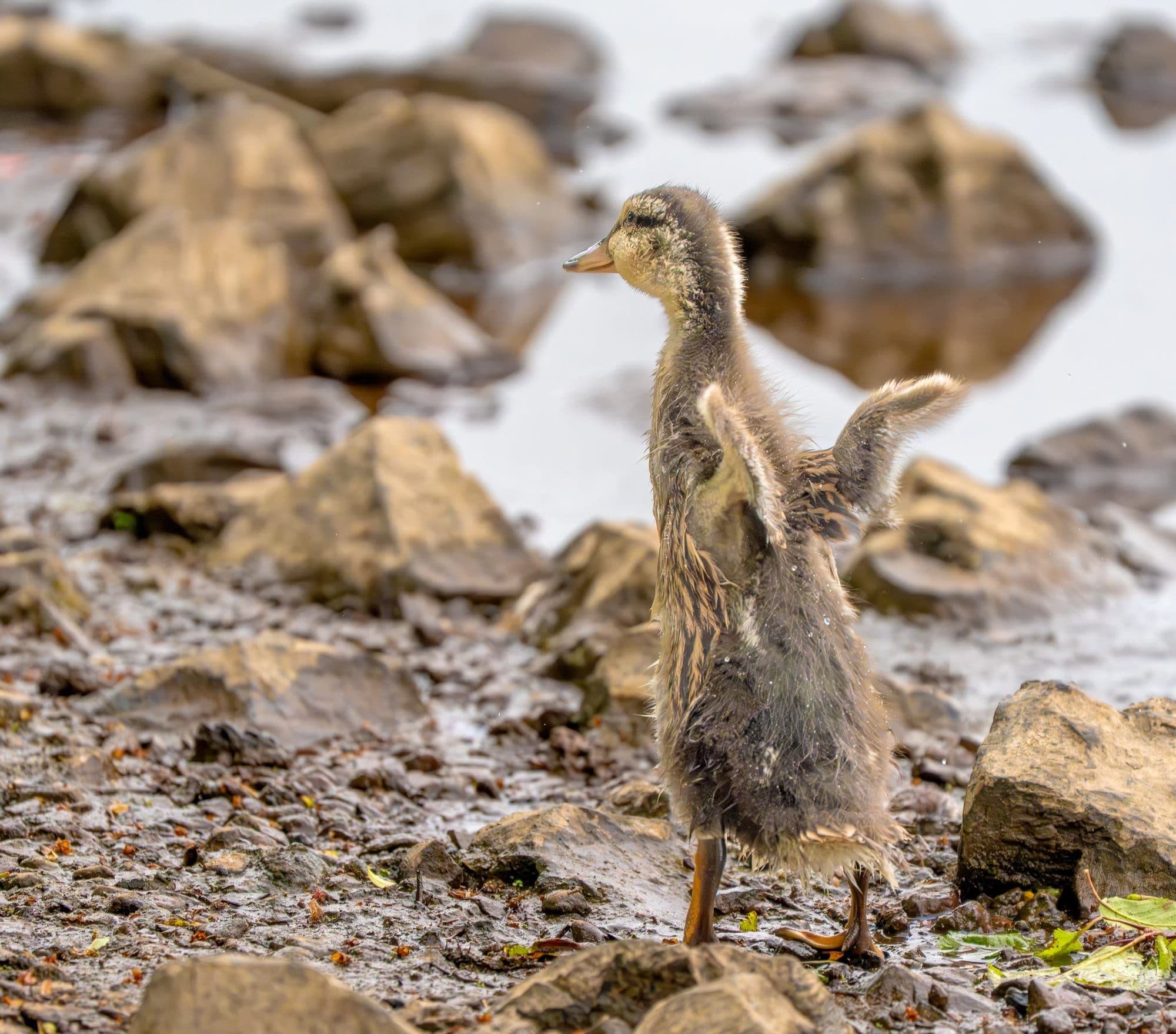Sony A7R V — wildlife photography sample 7