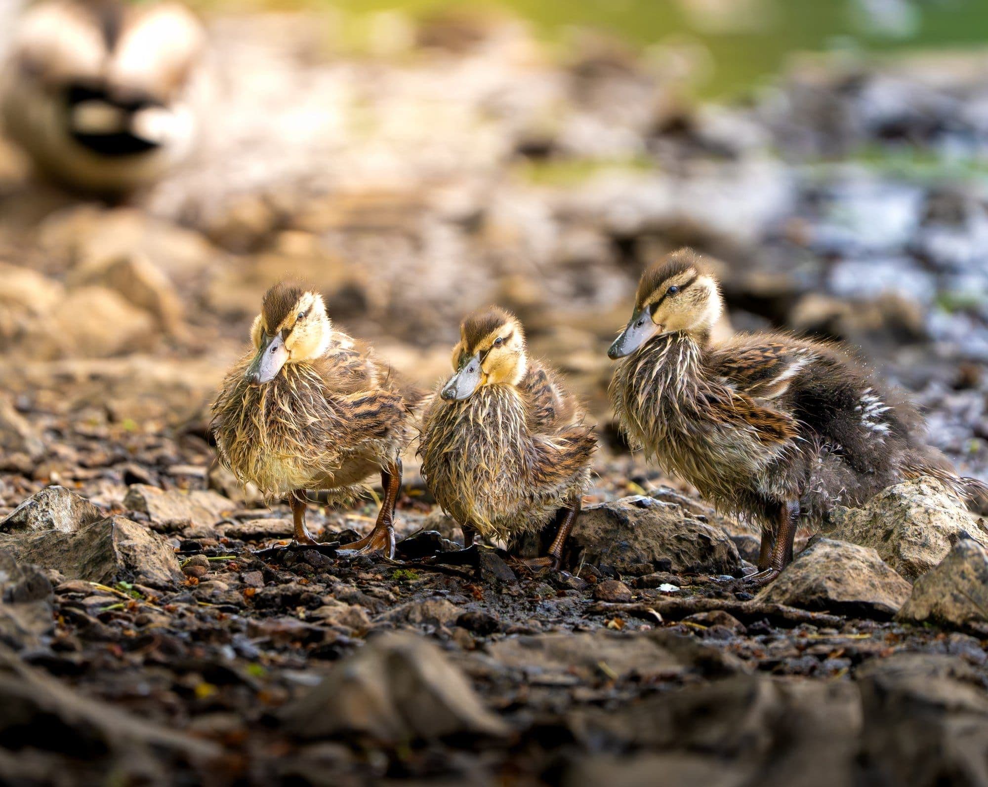 Sony A7R V — wildlife photography sample 4