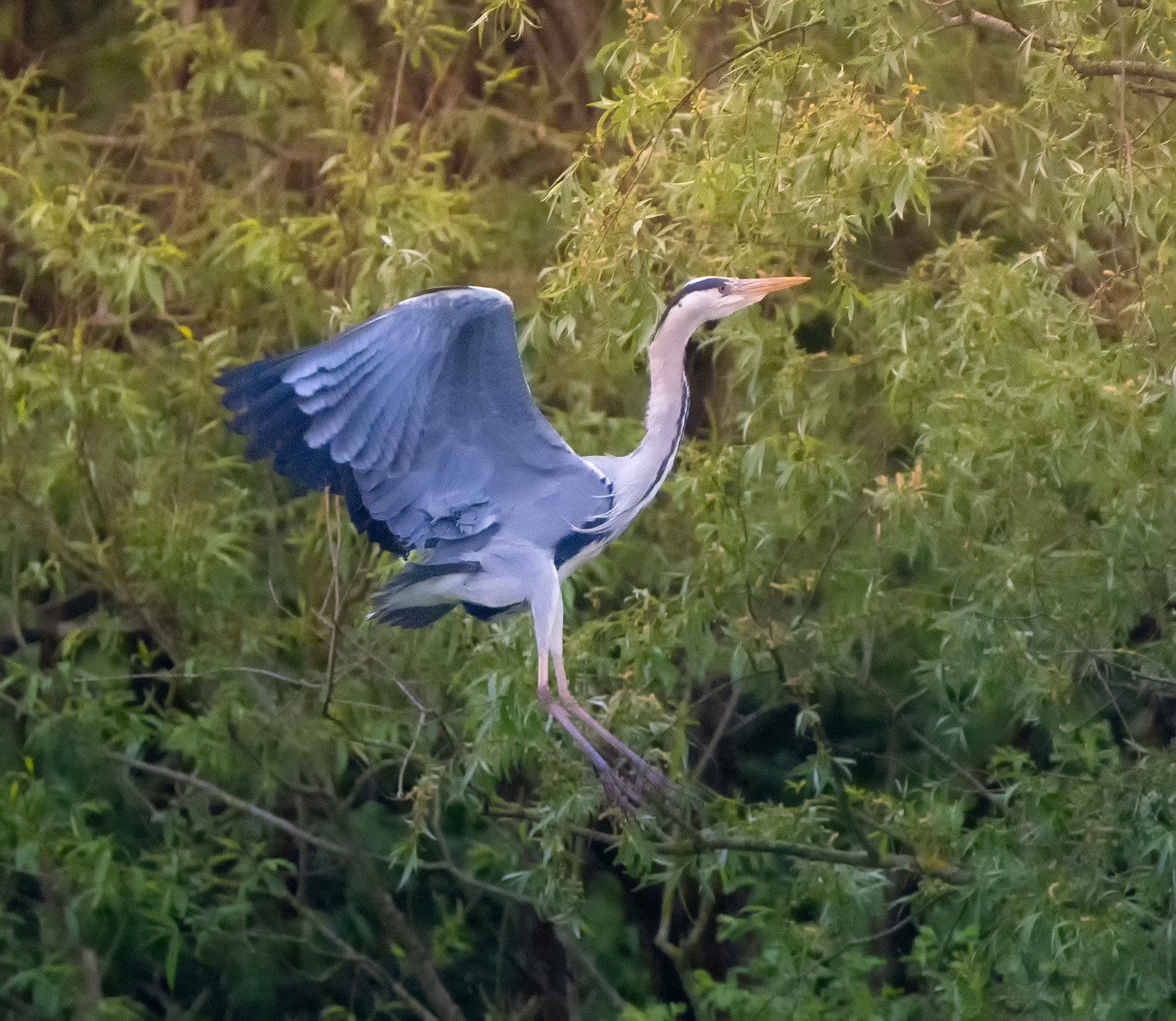 Sony A7R V — wildlife photography sample 8