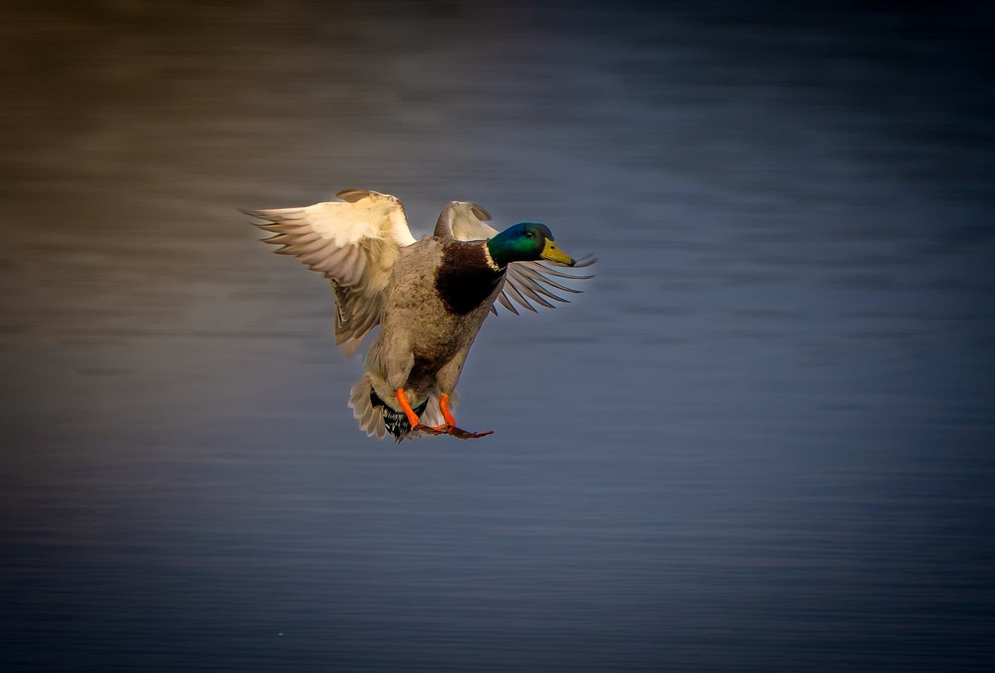 Sony A7R V — wildlife photography sample 12
