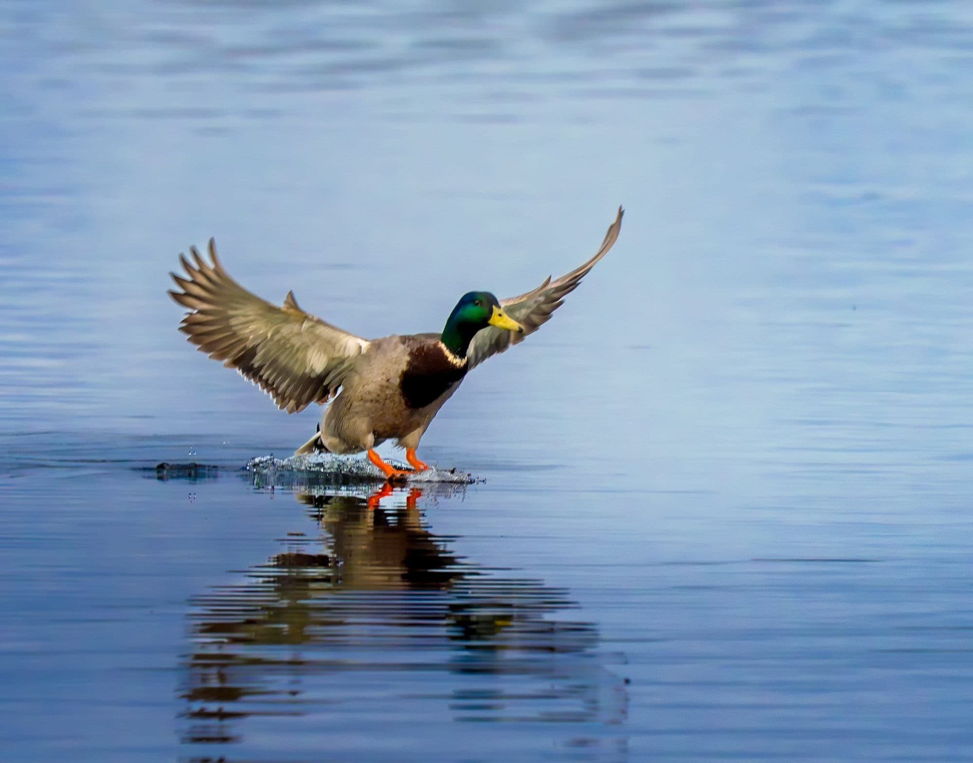 Sony A7R V — wildlife photography sample 11