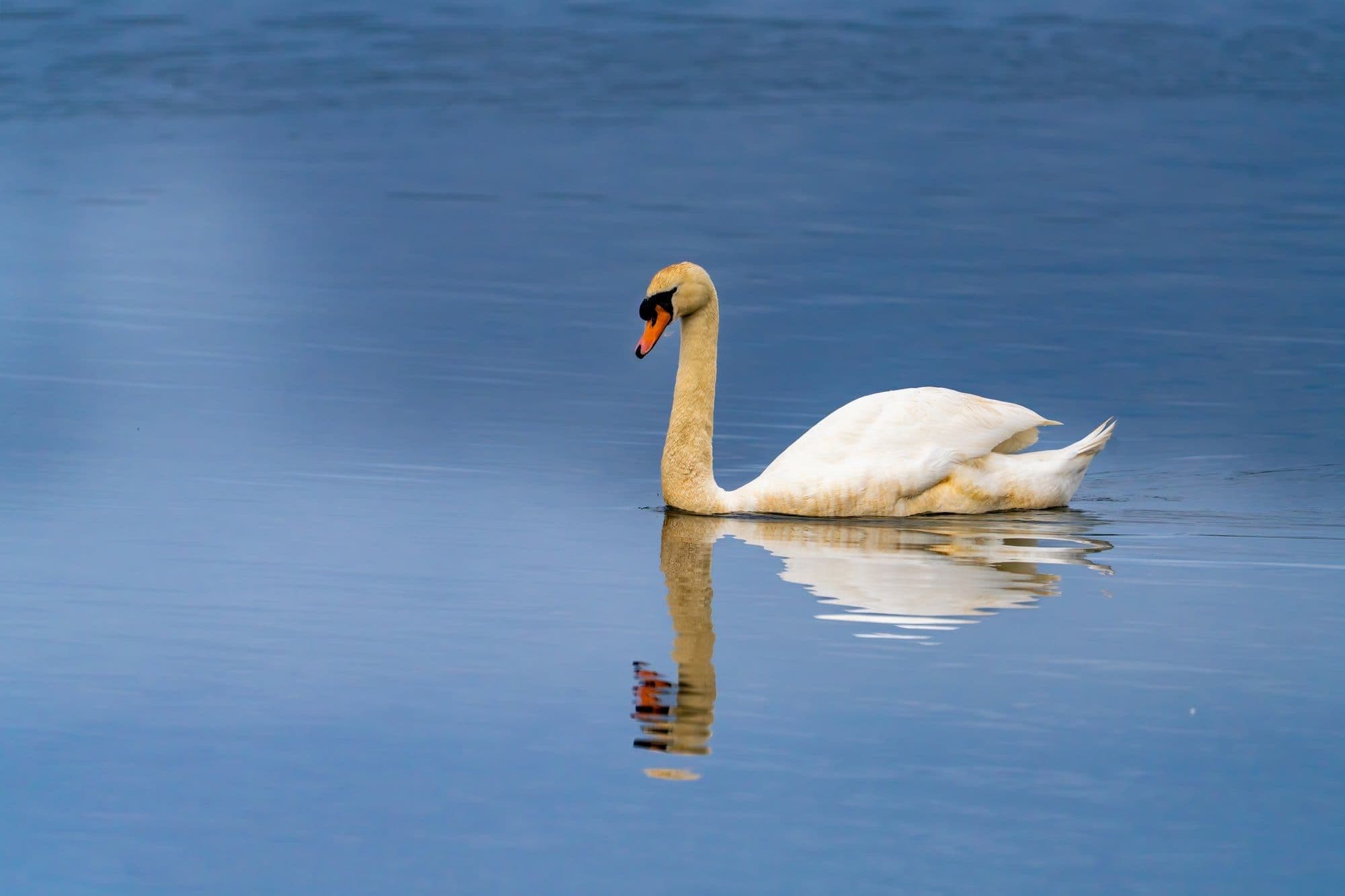 Sony A7R V — wildlife photography sample 13