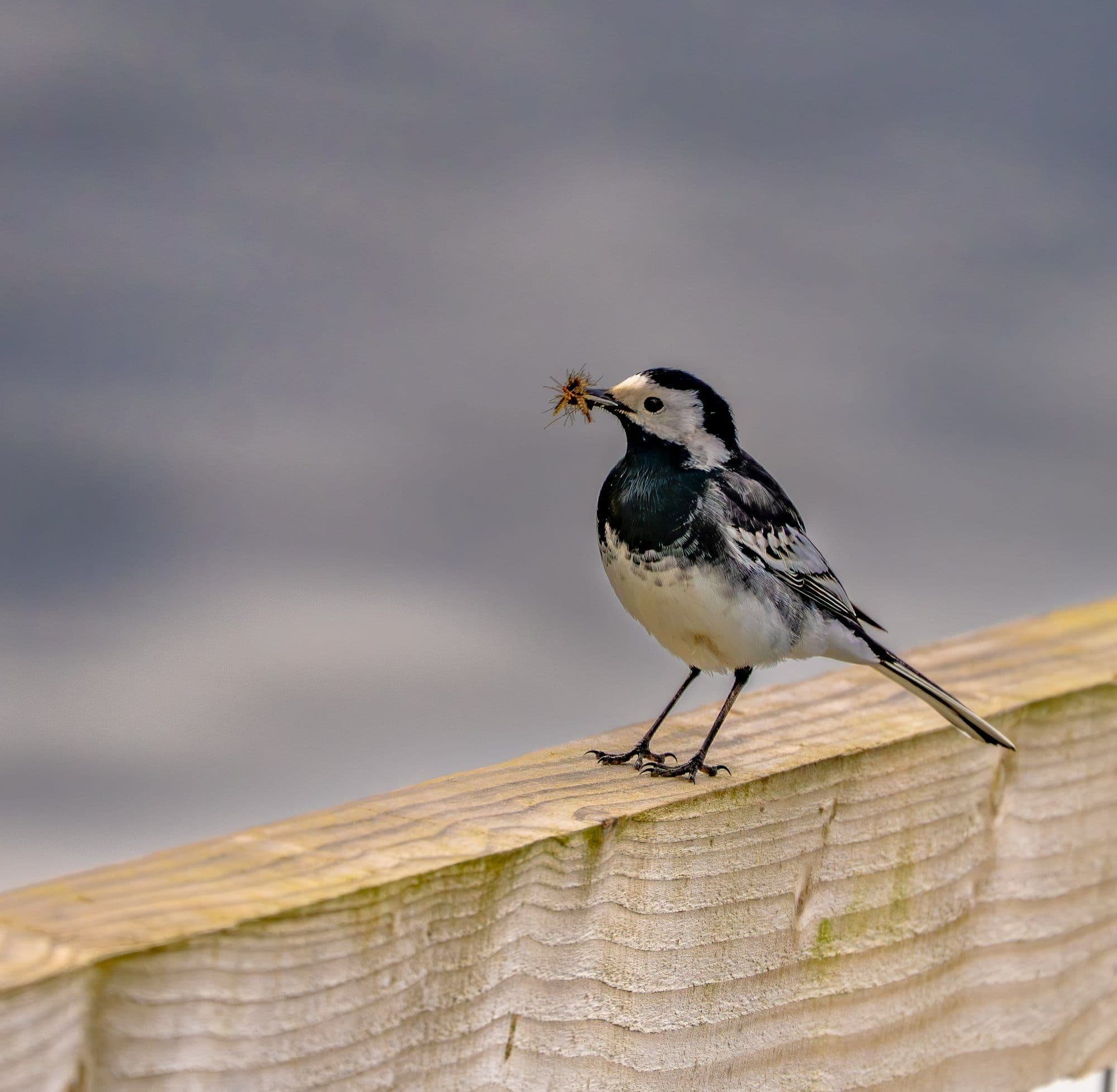 Sony A7R V — wildlife photography sample 10