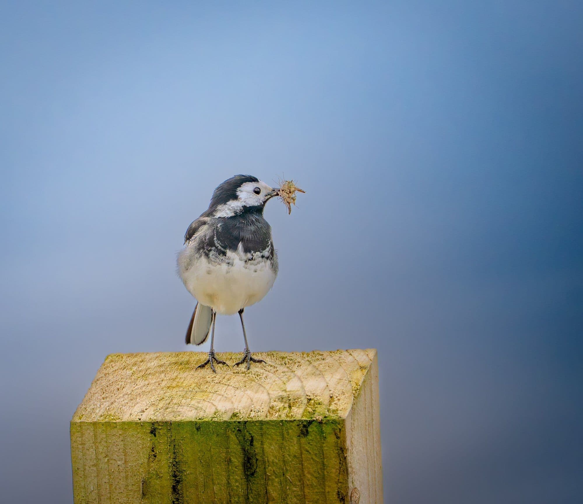 Sony A7R V — wildlife photography sample 9