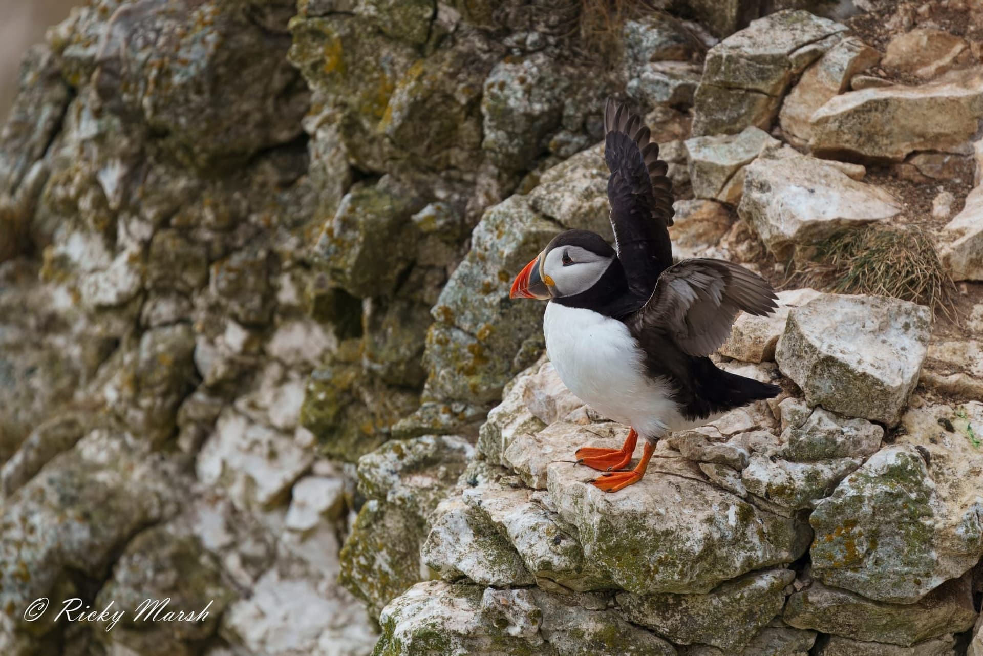 Puffin Rspb RSPB Bempton Cliffs — Puffins, Gannets & Access Guide
