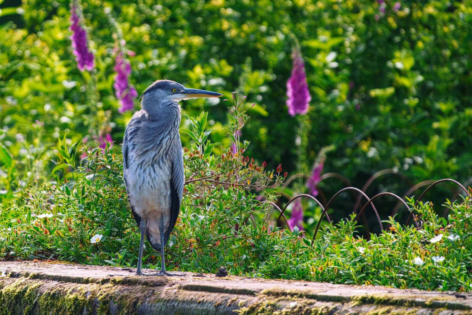 Dunham Massey - Image 2