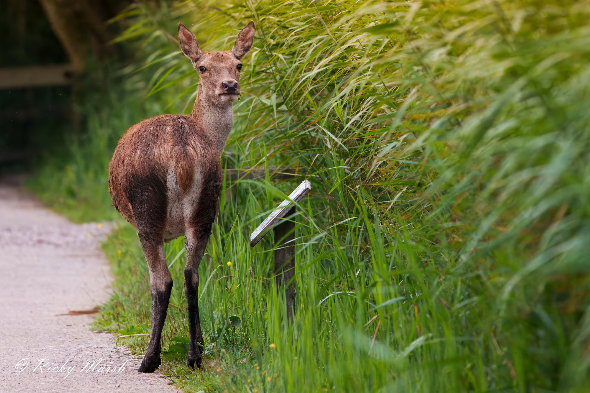 RSPB Leighton Moss - Image 2