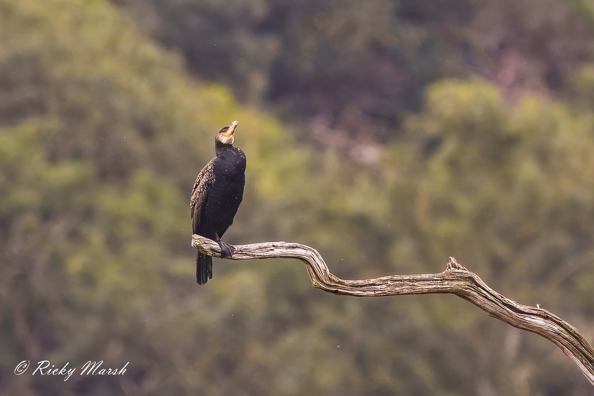 RSPB Leighton Moss - Image 4