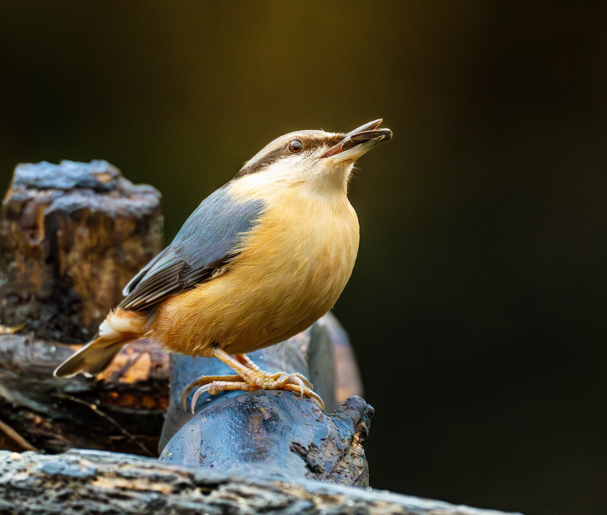 Pennington Flash Country Park - Image 6
