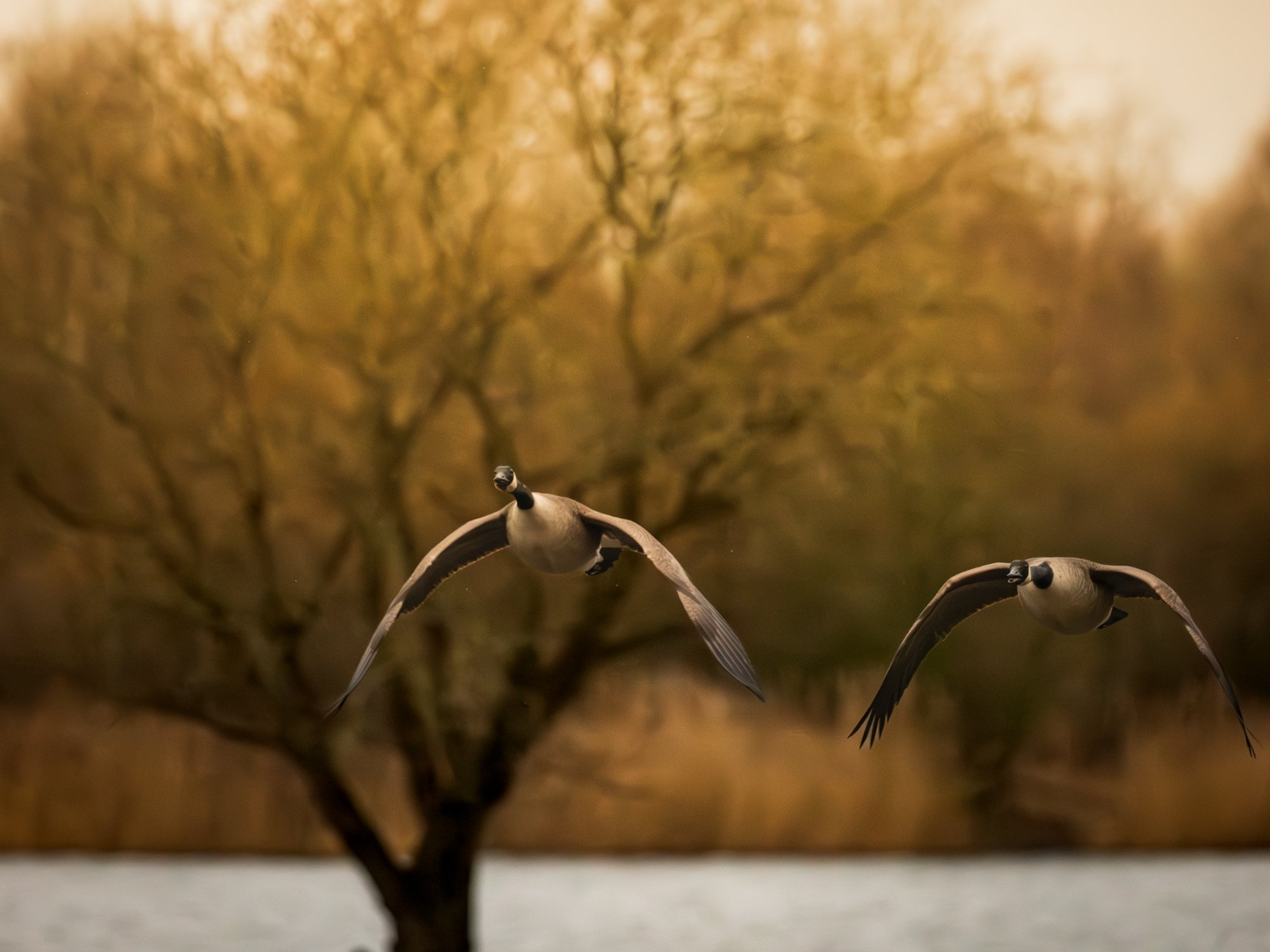 Pennington Flash Country Park - Image 7