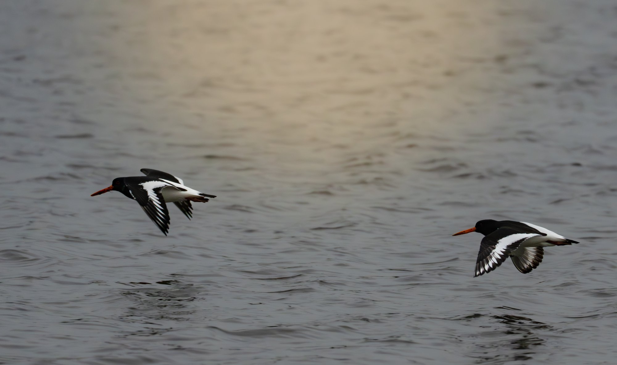 Pennington Flash Country Park - Image 8