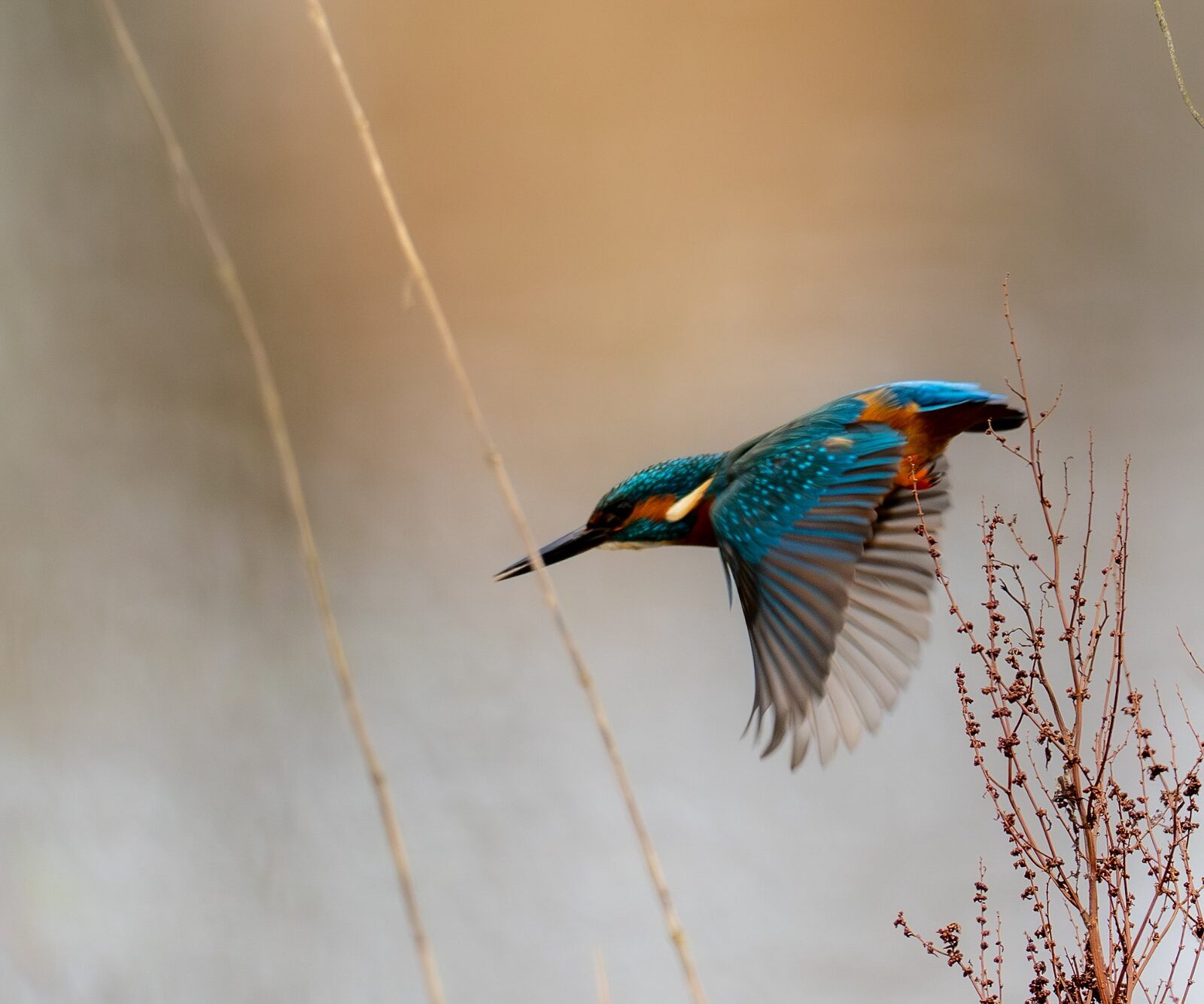 Sigma 500mm f/5.6 DG DN OS Sports