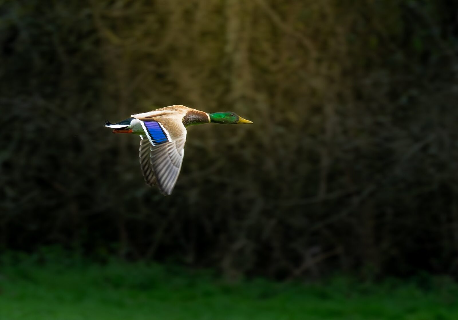 Sigma 500mm f/5.6 DG DN OS Sports — autofocus tracking sample