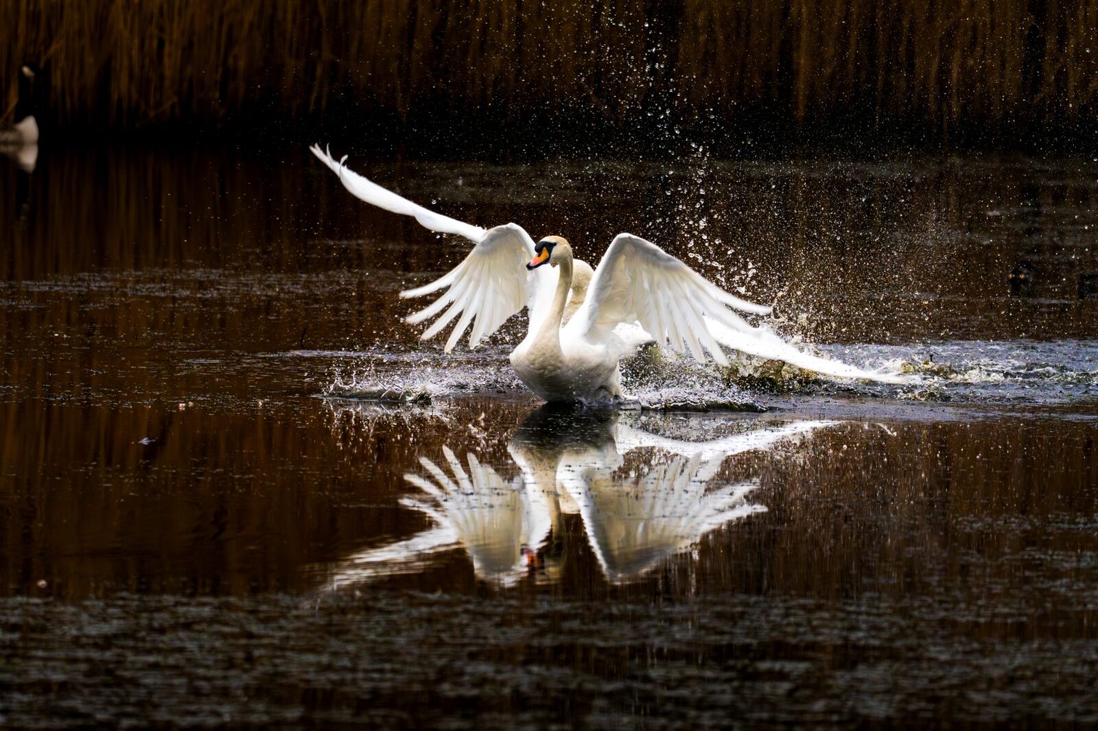 Sony A1 — image quality sample